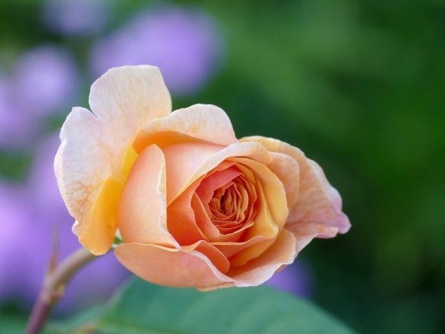 Нежная кремовая роза распускается в саду