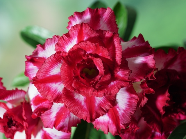 Нежные лепестки цветка адениум