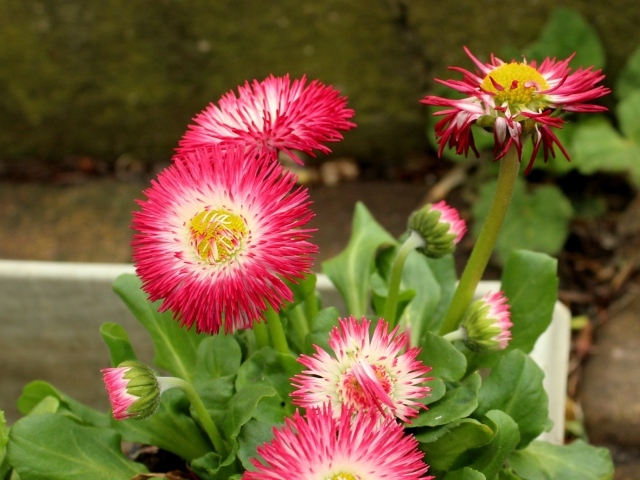 Нежные розовые маргаритки крупным планом