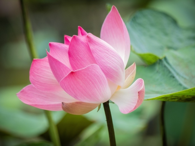 Нежные розовые лепестки красивого цветка лотоса