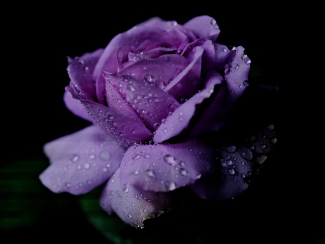 Нежная фиолетовая роза в каплях росы