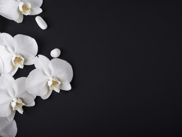 Нежные белые орхидеи с камнями на черном фоне