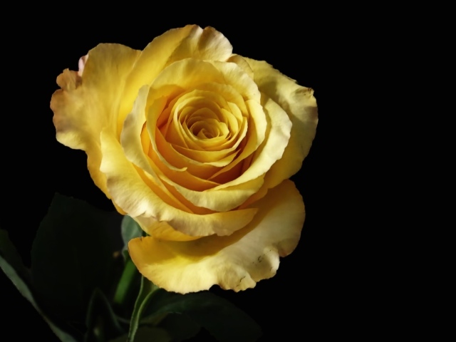 Нежная желтая роза крупным планом на черном фоне