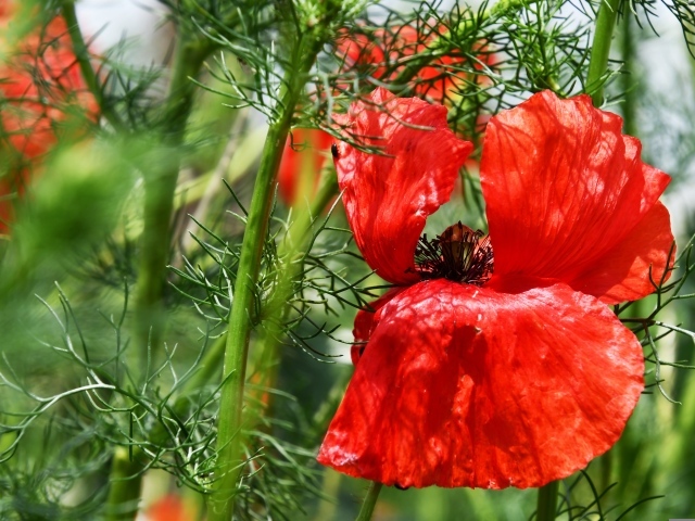 Полевой мак с красными лепестками в зеленых листьях