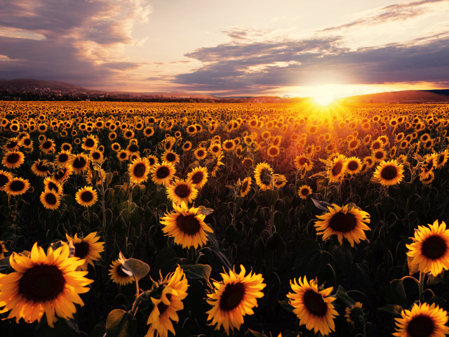 Поле с желтыми подсолнухами в лучах солнца на закате
