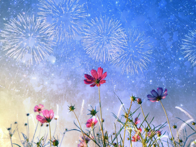 Салют в небе над цветами космеи