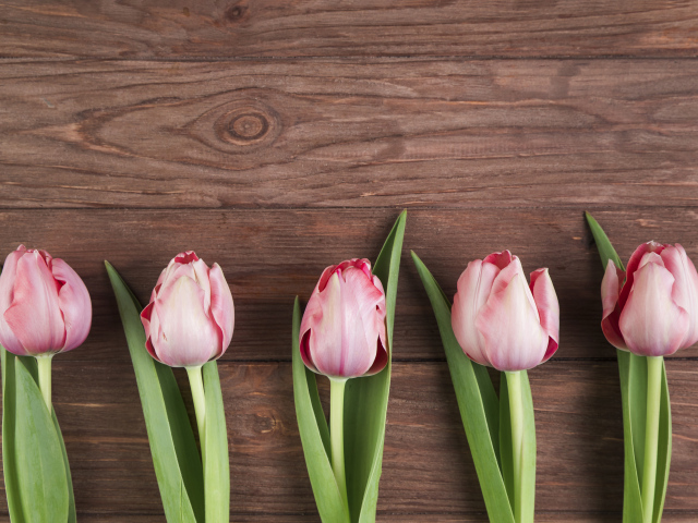 Пять розовых тюльпанов на деревянном фоне, шаблон 