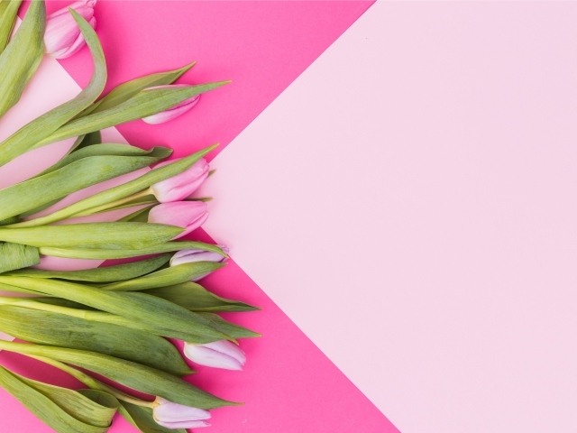 Свежие тюльпаны на нежном розовом фоне