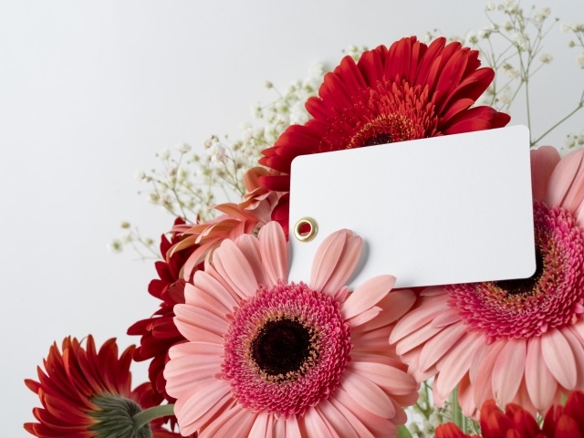 Герберы с листом бумаги на сером фоне, шаблон для открытки