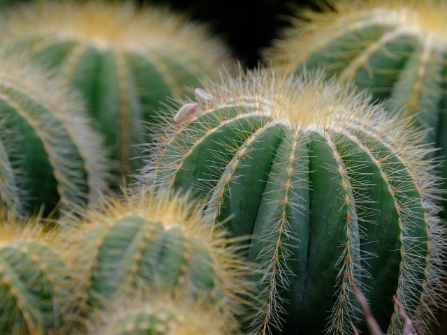 Зеленые колючие кактусы в горшке