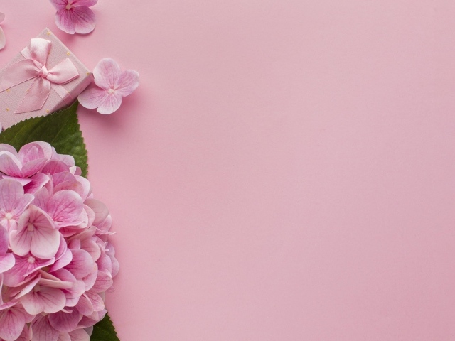 Цветы гортензии с подарками на розовом фоне, шаблон 