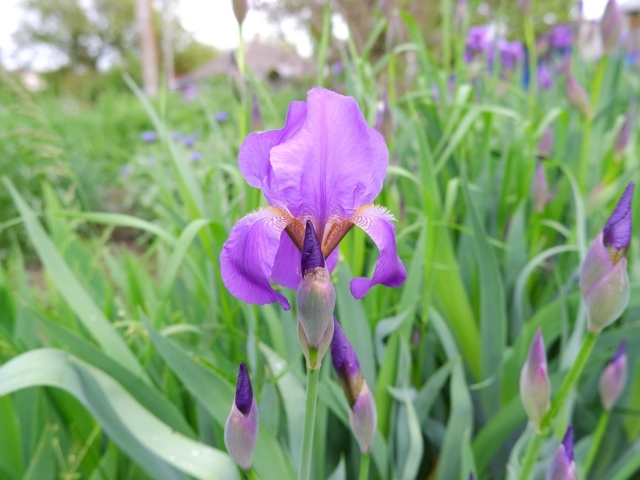 Цветы ирисы с бутонами на клумбе