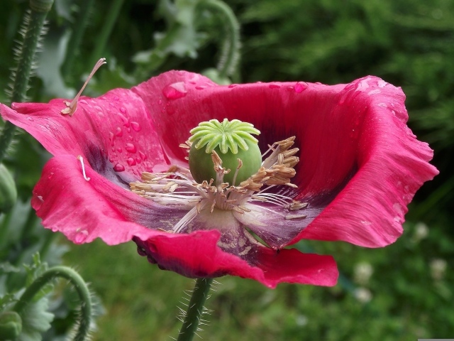 Большой распустившийся розовый мак