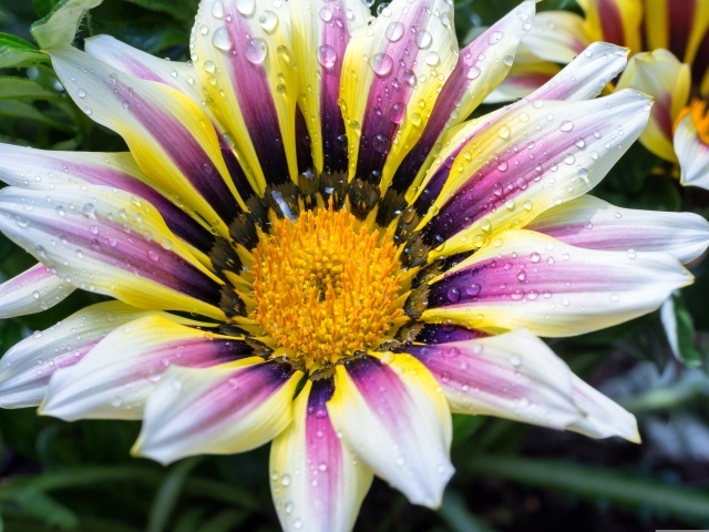 Большой цветок газания с каплями на лепестках