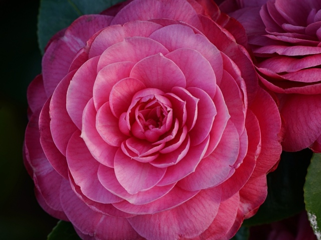 Большой розовый цветок камелия крупным планом