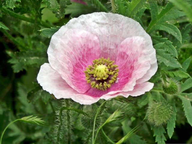 Большой розовый садовый мак в зеленых листьях