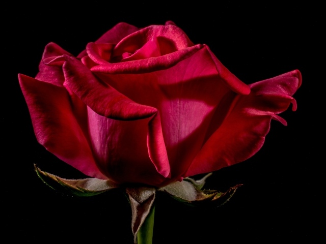 Большая красная роза крупным планом на черном фоне