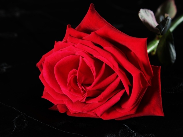 Крупная красная роза на черном фоне