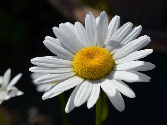 Крупная белая ромашка вблизи