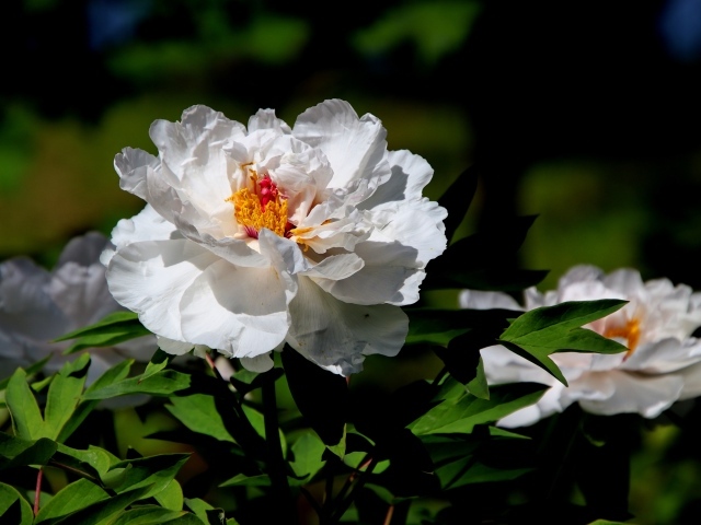 Большой белый пион крупным планом
