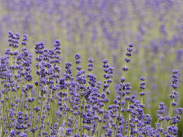 Лаванда на поле крупным планом