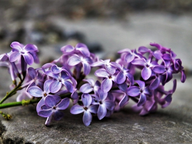 Цветок сирени на сером асфальте