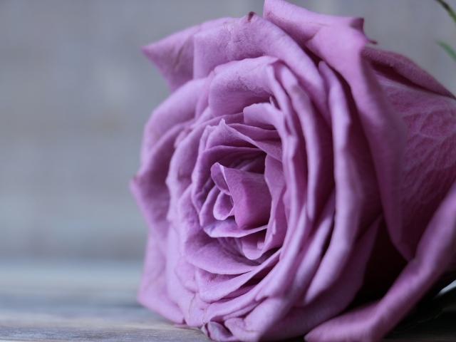 Цветок сиреневой розы крупным планом