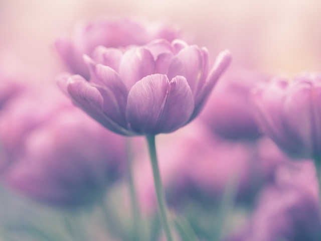 Сиреневый тюльпан крупным планом