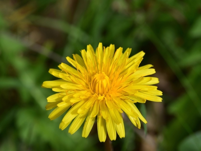 Одинокий желтый одуванчик крупным планом