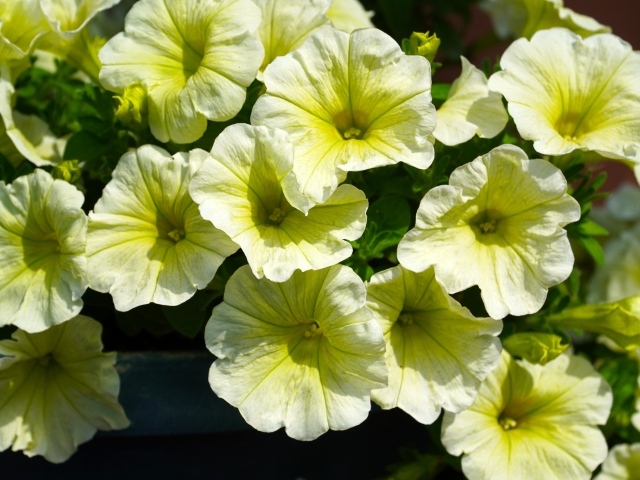 Много садовых цветок петунии