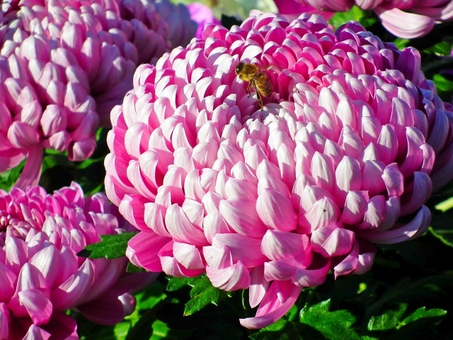 Пышные крупные розовые цветы хризантемы