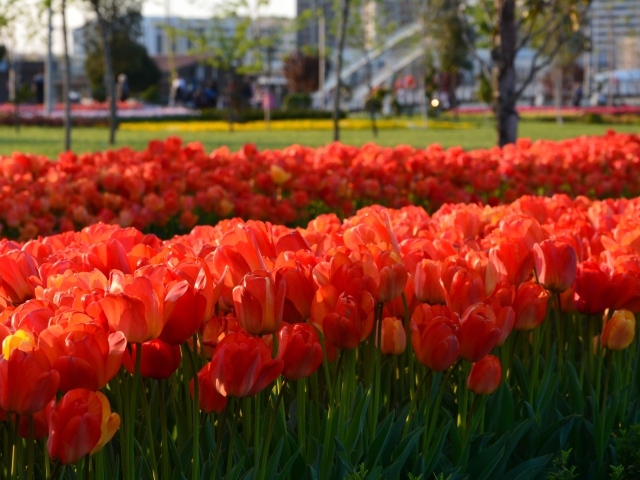 Много красных тюльпанов на клумбе