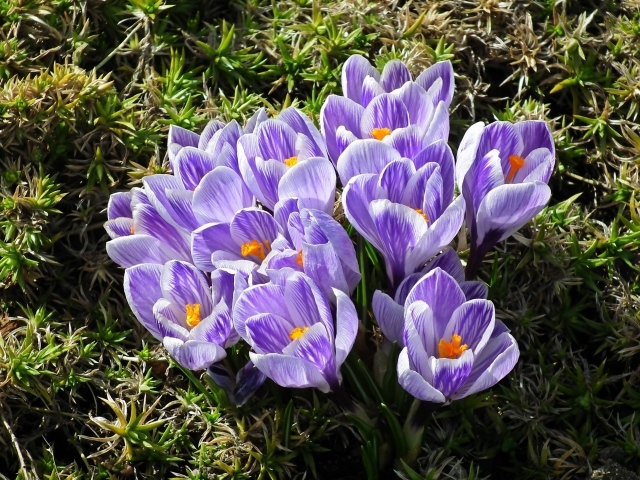 Много маленький ярких фиолетовых цветов крокуса