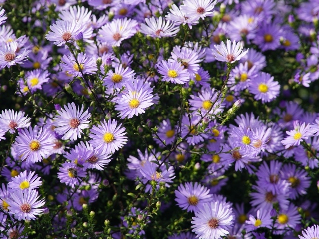 Много мелкий цветов садовой сентябринки