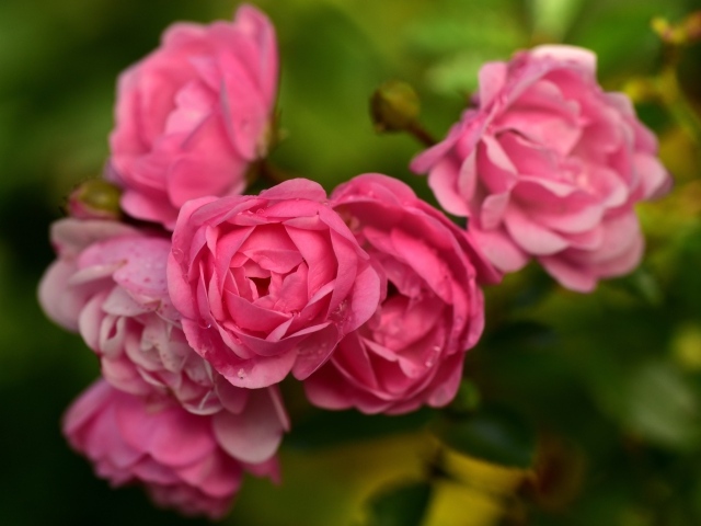 Много маленьких розовых парковых роз