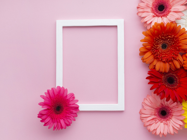 Разноцветные герберы с рамкой на розовом фоне, шаблон для открытки 