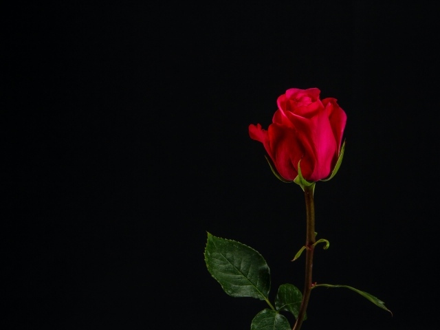 Одна красная роза на черном фоне