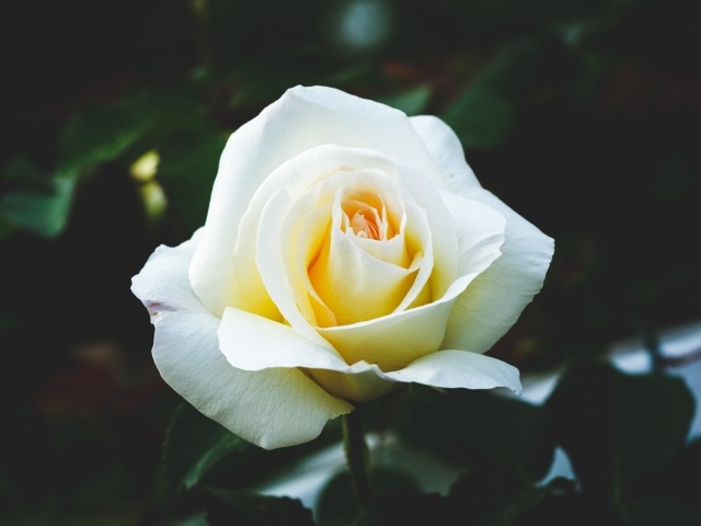 Одна белая роза на клумбе крупным планом