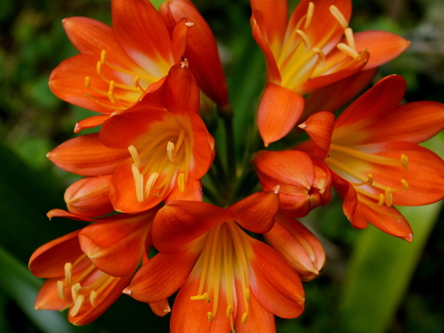 Оранжевые цветы амариллис крупным планом