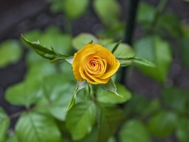 Оранжевая распускающаяся роза вид сверху