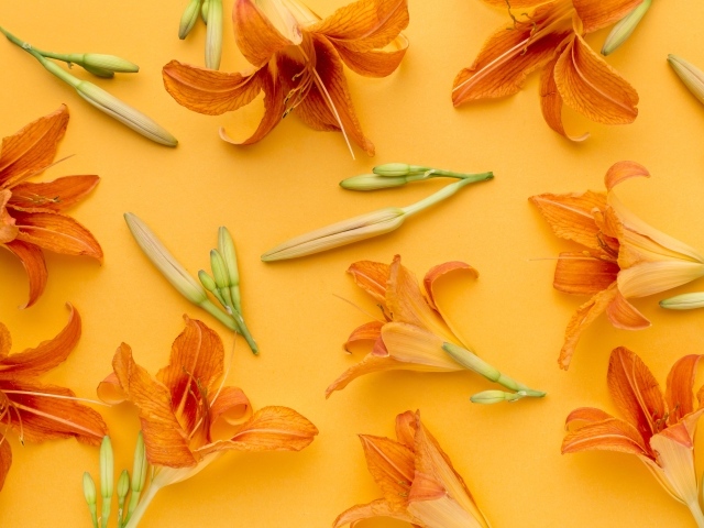 Оранжевые цветы лилейника на желтом фоне