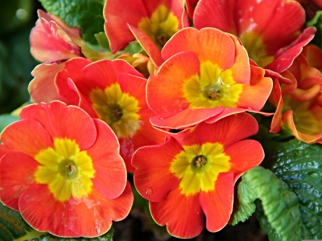 Оранжевые комнатные цветы примула