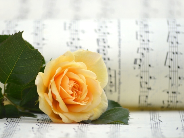 Оранжевая роза с нотной тетрадью