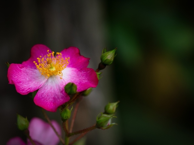 Парковая роза с бутонами крупным планом