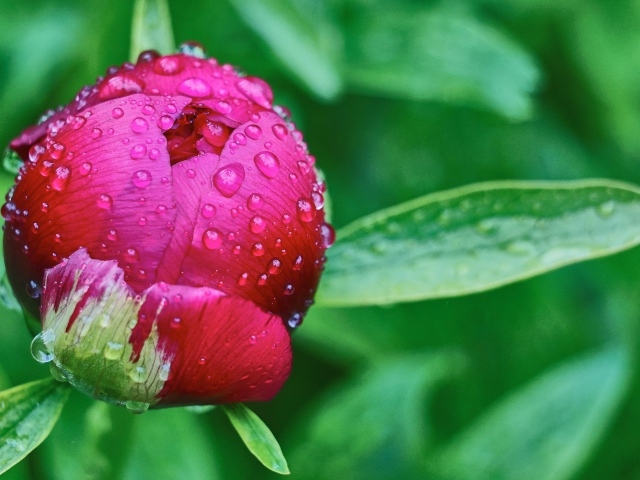 Бутон пиона в каплях дождя