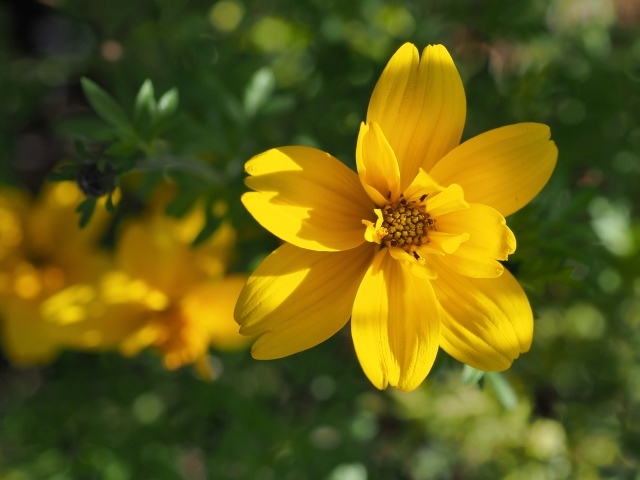 Многолетний желтый цветок хризантемы