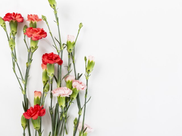 Розовые и красные гвоздики на сером фоне