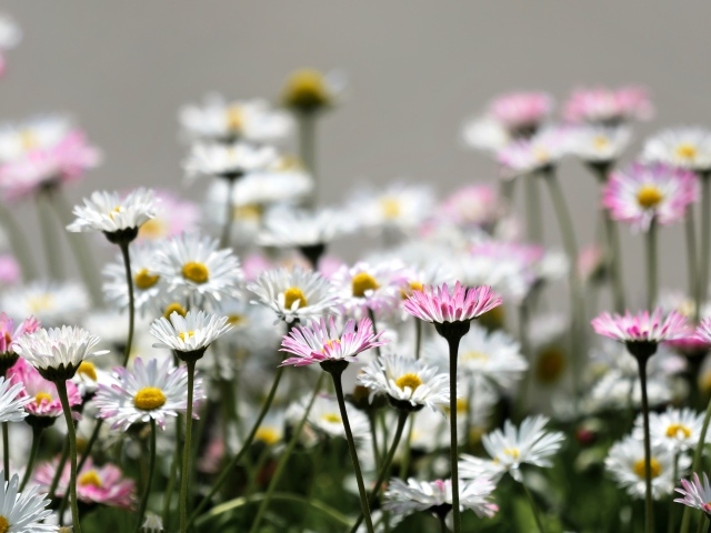 Розовые и белые мелкие цветы маргаритки