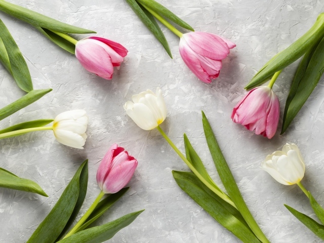 Розовые и белые тюльпаны на сером столе крупным планом