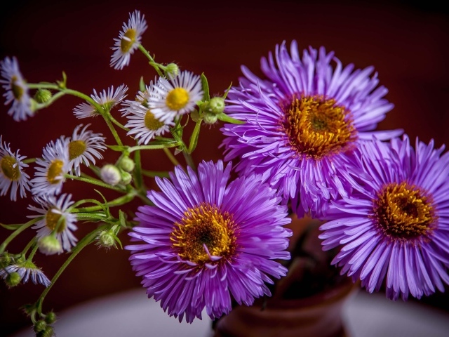 Розовые осенние цветы сентябринка в вазе